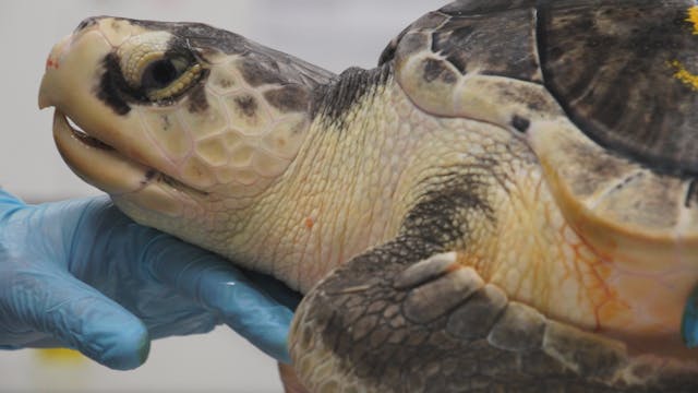 New England Aquarium Animal Care Center Rehabilitation - Sea Turtle 513